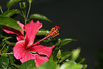 扶桑花