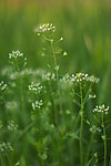 小白花