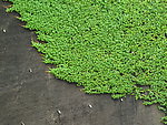 绿色的苔藓