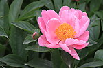 芍药花