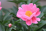 芍药花