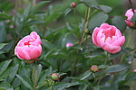 芍药花
