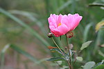 芍药花