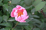 芍药花