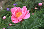 芍药花