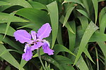 蝴蝶花