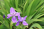 蝴蝶花