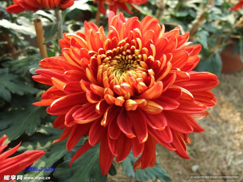 菊花