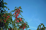 槐花
