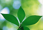 勃勃生机 绿色植物 小草 绿色 生命 顽强 春天 春意盎然