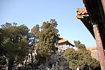 松树