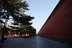 故宫城墙 松树