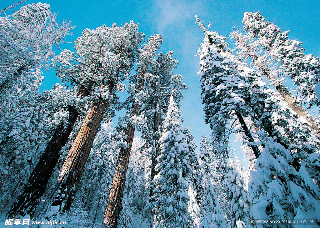 雪树
