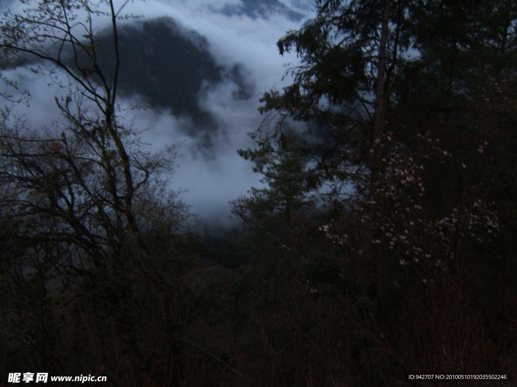 高山森林