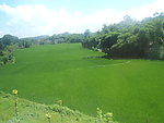 对稻田