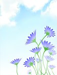 芳草花朵