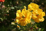 黄色四季菊