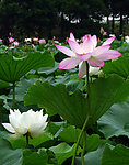 争芳斗艳