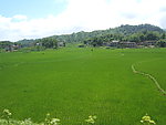 稻田
