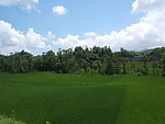 稻田