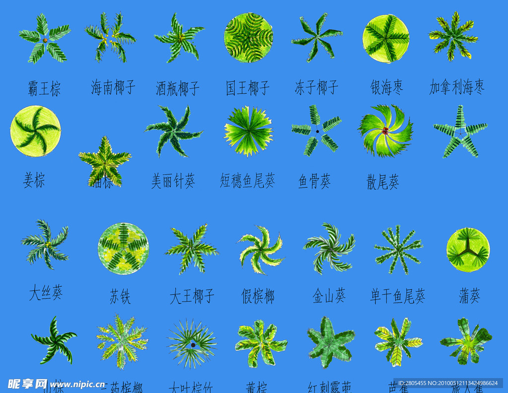 CAD棕榈植物素材