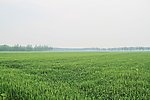 麦田