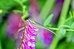 蜻蜒