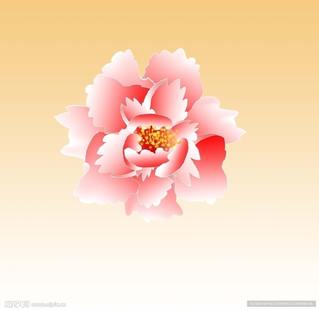 牡丹