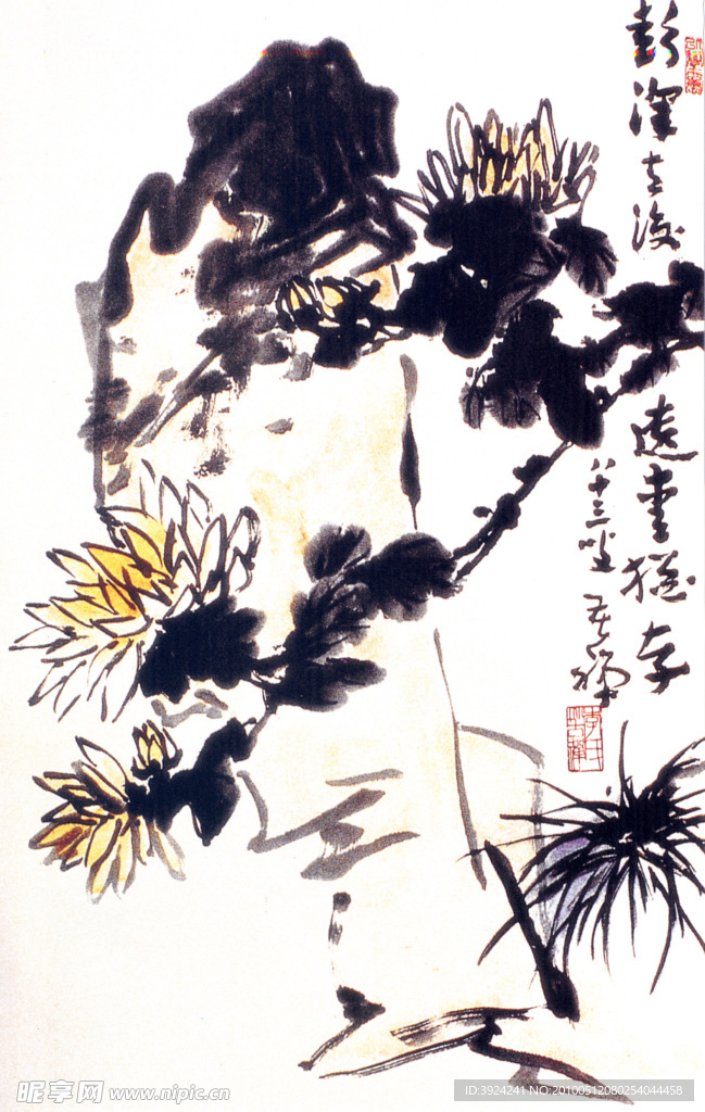 菊花