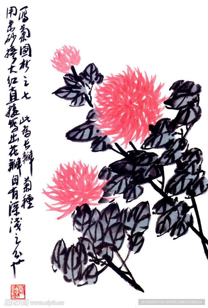 菊花国画