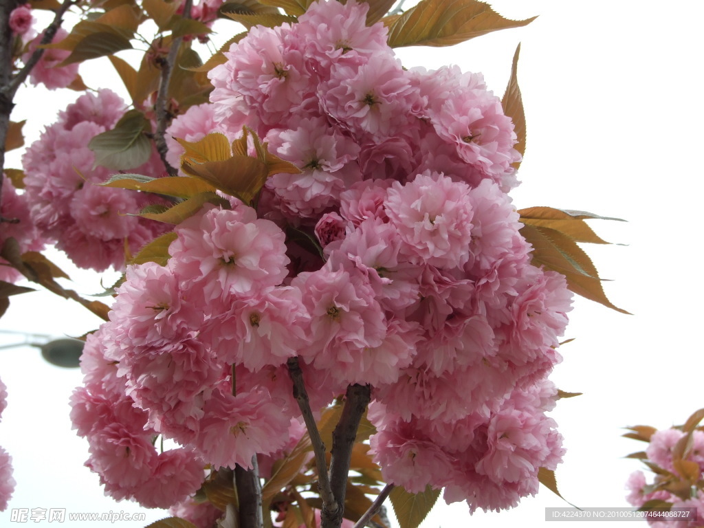 樱花