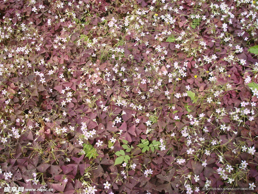小花素材