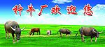 牛 水牛