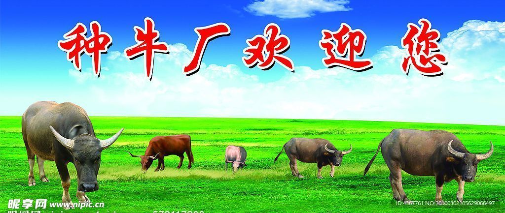 牛 水牛