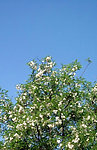 槐花