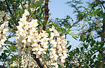 槐花