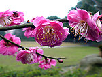 粉红桃花特写