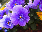 路边的小花