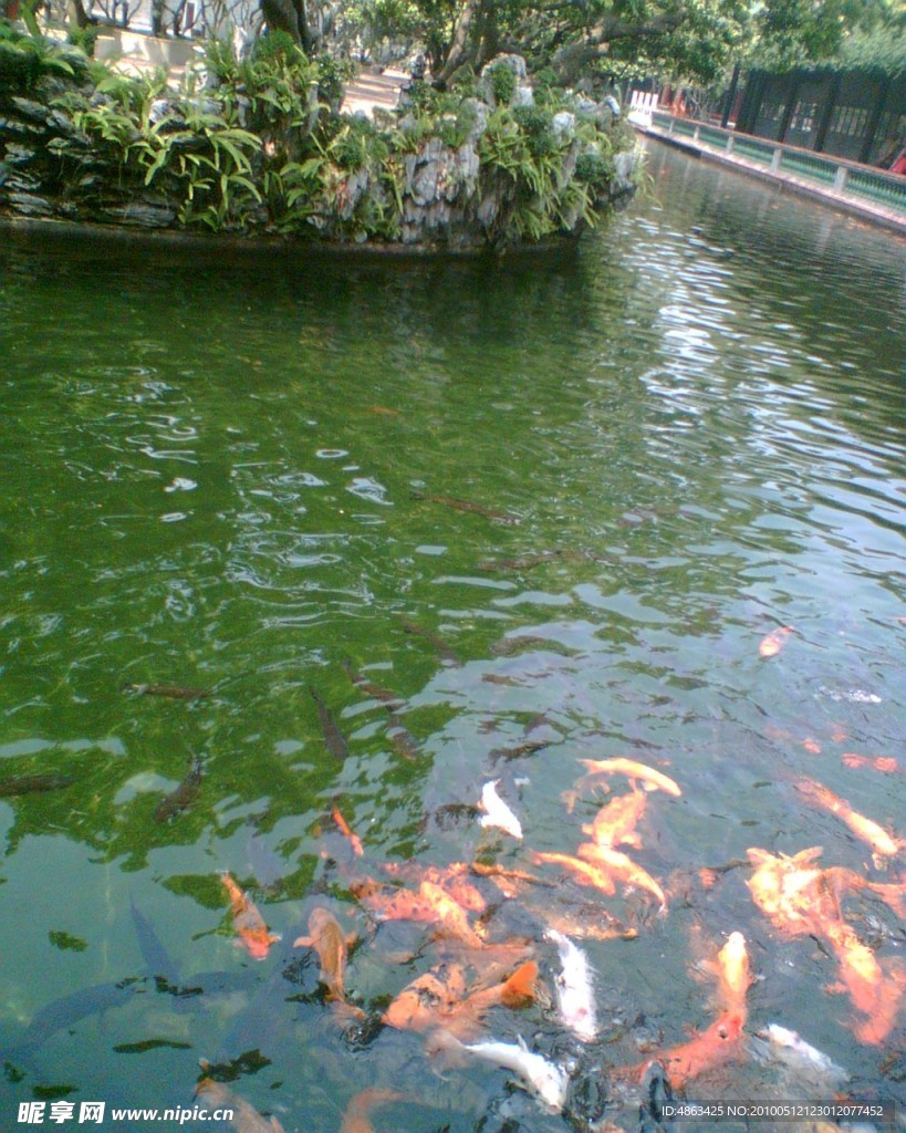 池鱼
