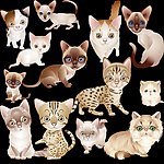 可爱猫咪集合