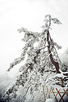 寿松傲雪