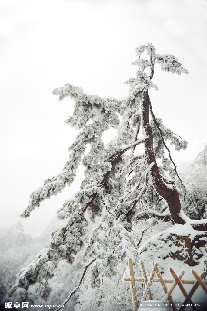 寿松傲雪