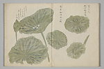 莲叶何田田