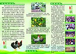 芦花鸡 单页