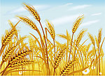 小麦 粮食 丰收 麦子 矢量素材
