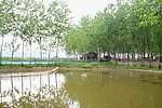 鱼塘