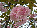 樱桃花
