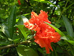 石榴花
