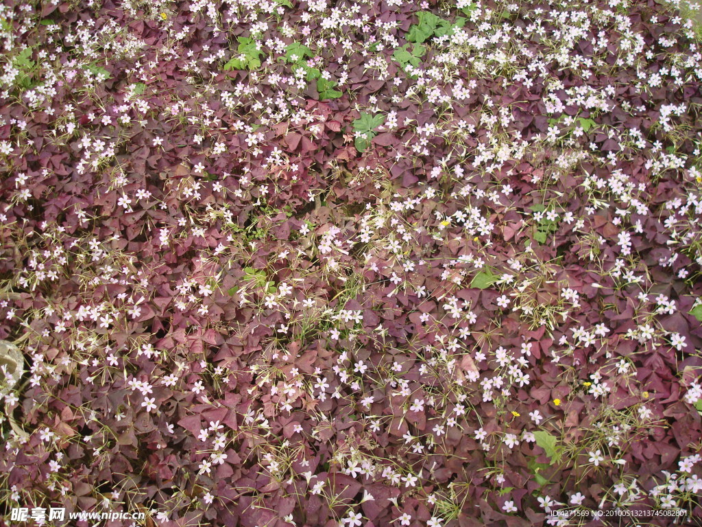 小花素材