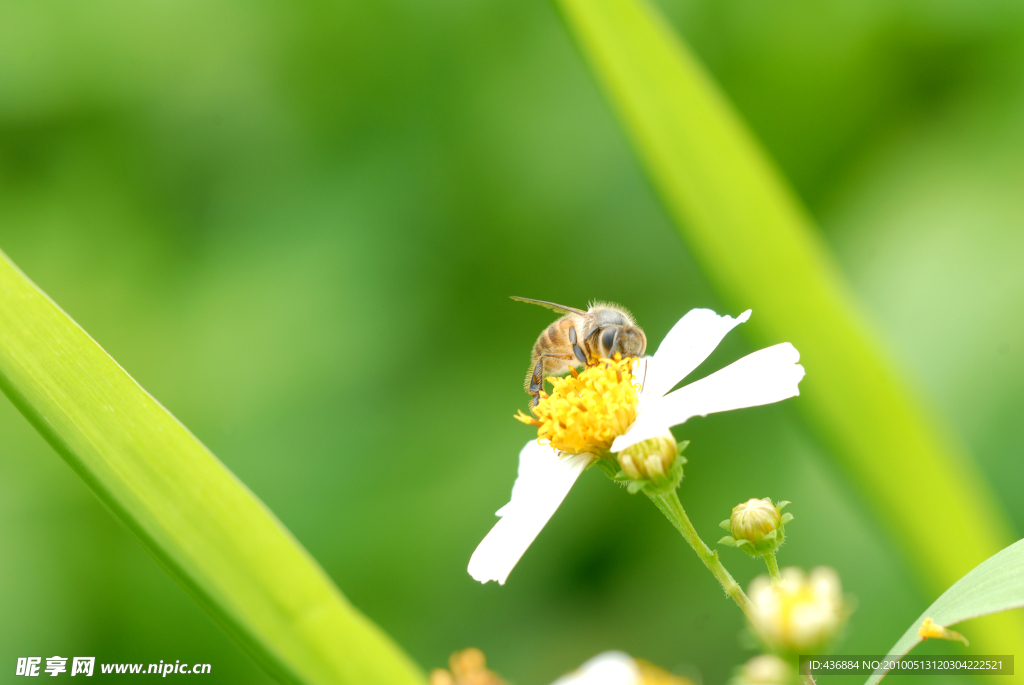 蜜蜂